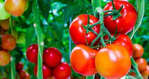 Tomate Fraiche
